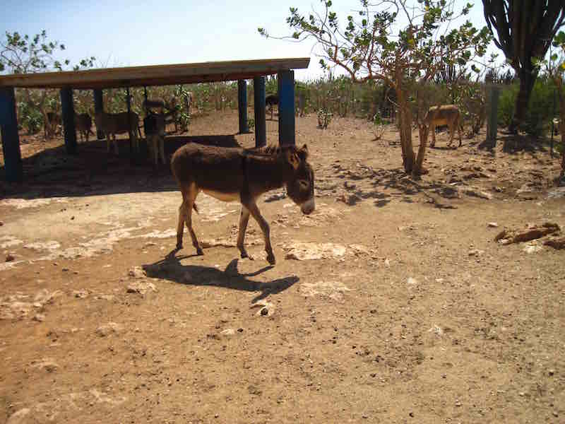 donkey sanctuary photo